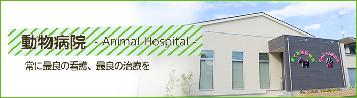 埼玉県入間郡越生で犬や猫などペットの健康管理はきくた動物病院